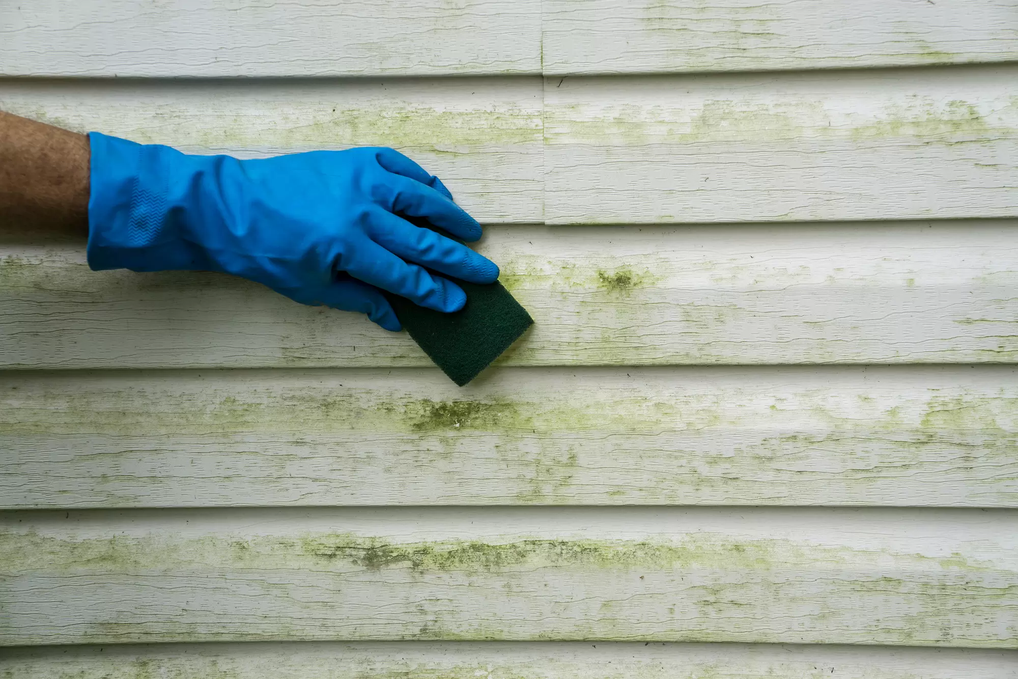 Cleaning mold from house siding with a sponge and gloves.