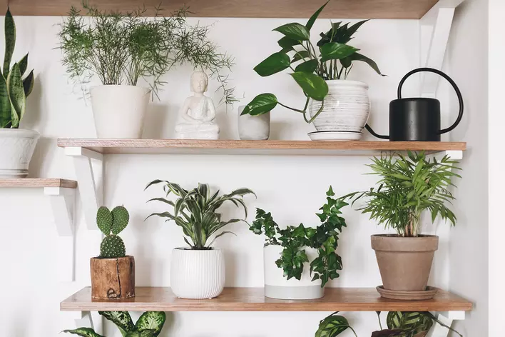 A picture containing houseplant, flowerpot, plant, vase