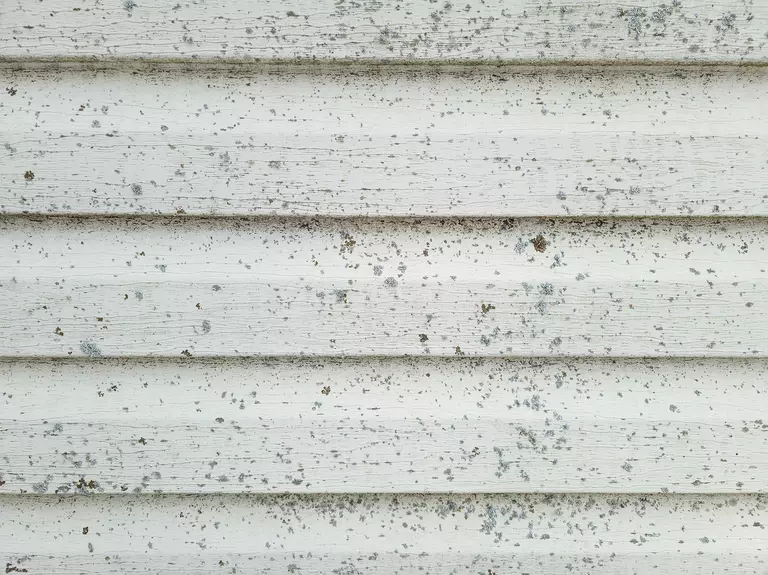 A closeup of black mold spots on the siding of a house.