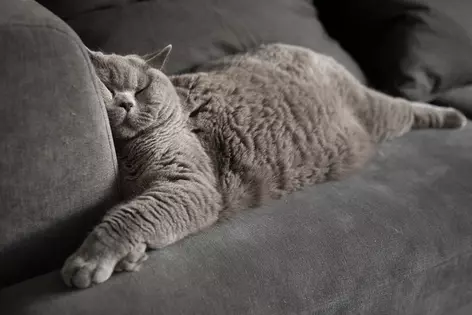 Black cat sleeping on couch