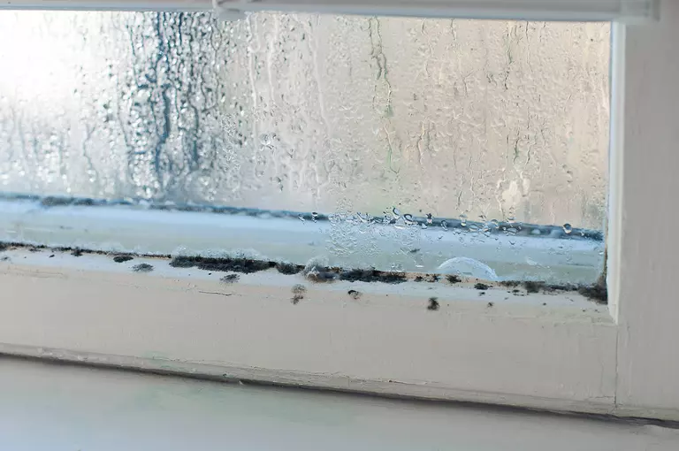 Close-up view of moisture on a window leading to mold growth