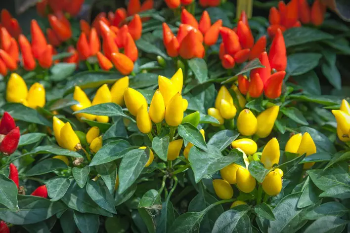A large bed of red, orange, and yellow ornamental peppers surrounded by leaves.