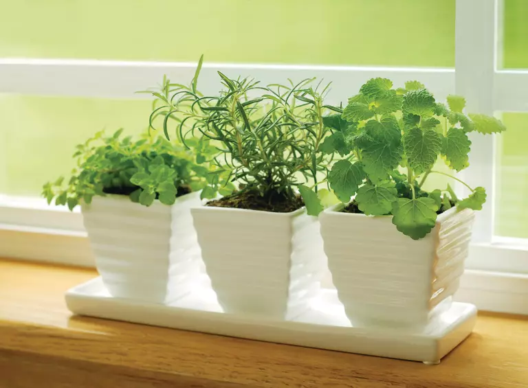Close-up of potted plants, a part of an herb garden in front of a window.