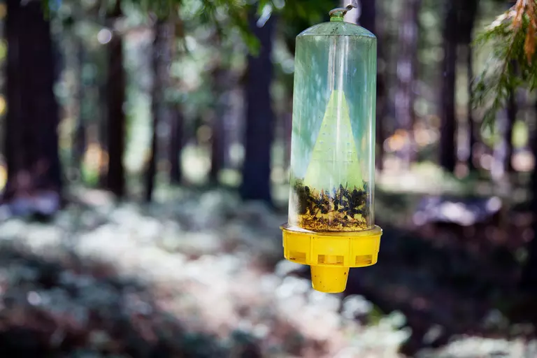 Close-up of an anti-wasp trap with wasps caught inside.