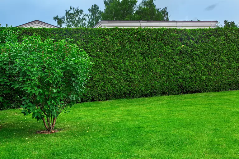 Tall green plants around a home providing extra privacy.