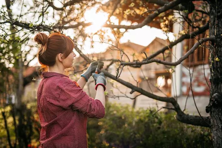 Woman trimming the trees surrounding her home.