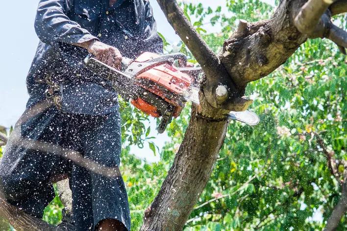 Person cutting branches of a tree with a chainsaw