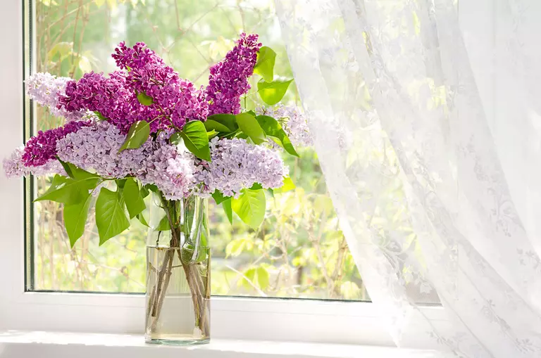 Colorful flowers placed in a vase in front of a window with a white curtain.