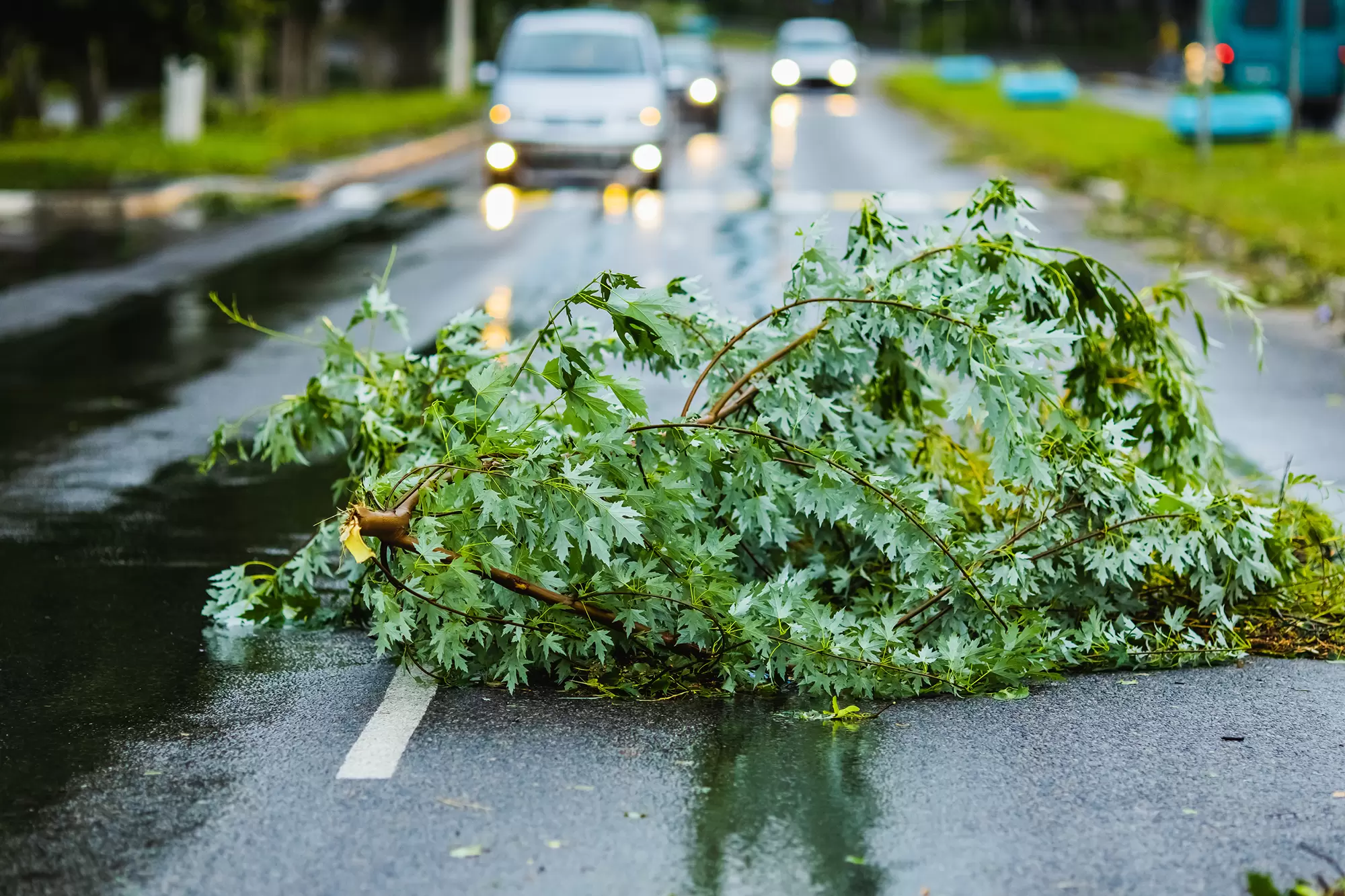 Tree bough in the middle of a street.