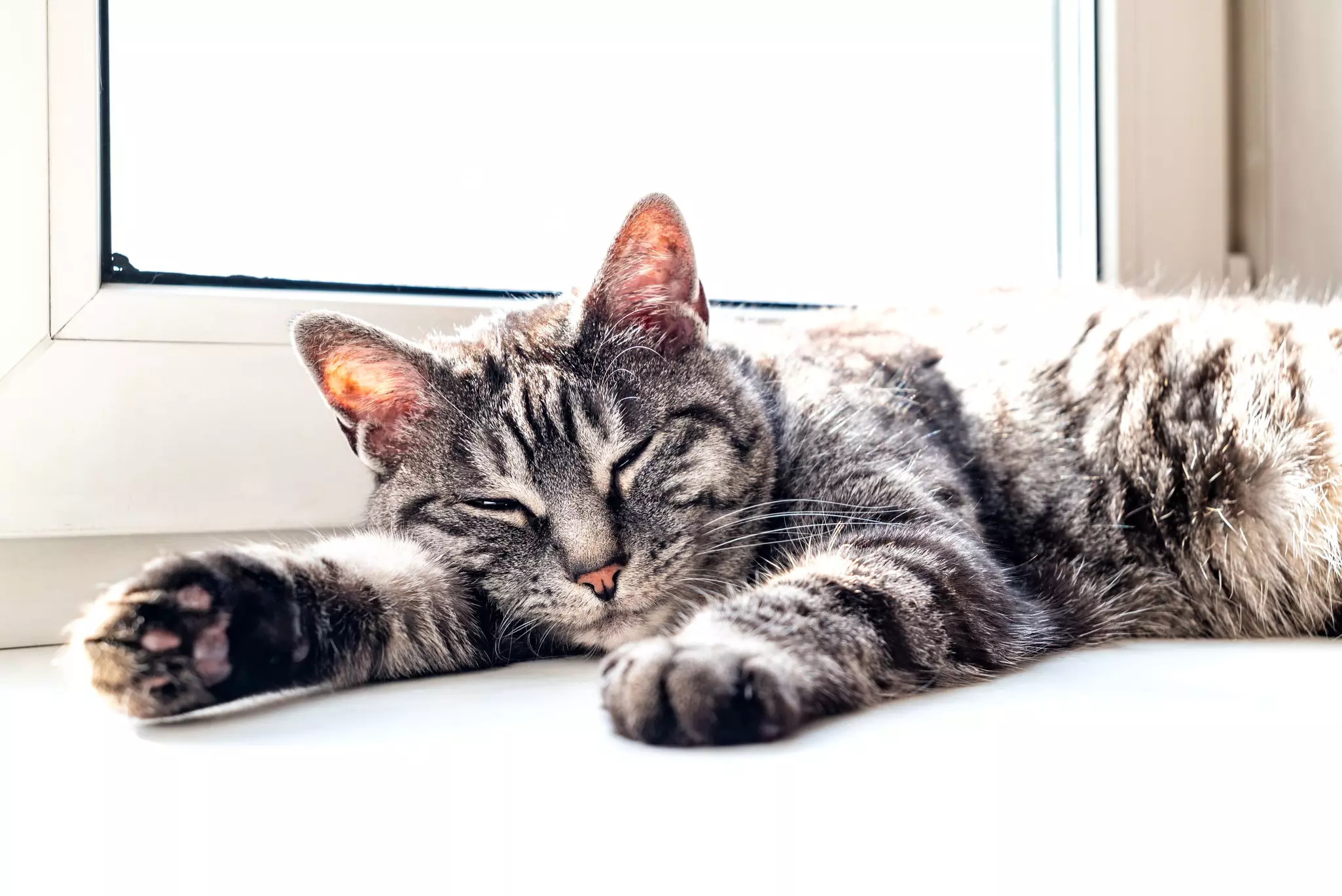 A cat sunbathing in a custom garden window