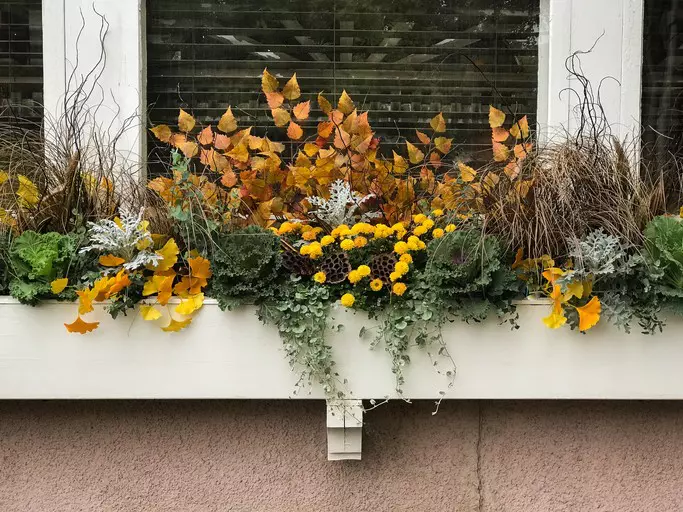 A white wooden flower box filled with yellow, orange, and green plants sitting inside a windowsill. 