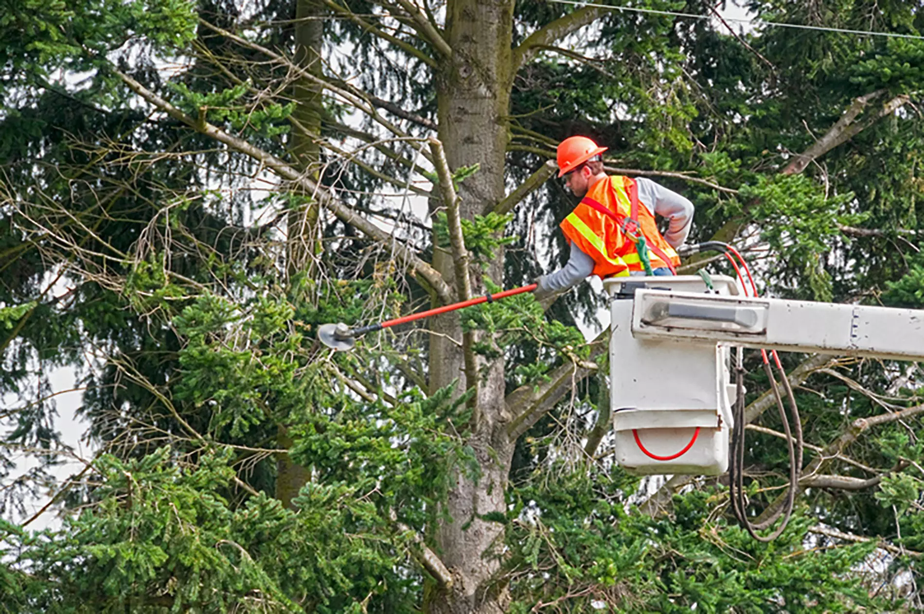 A worker wearing a reflective vest and hard hat clears away excess limbs from a tall tree.