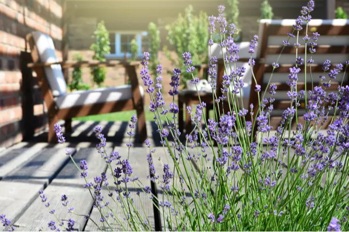 Lavender plant on a backyard patio