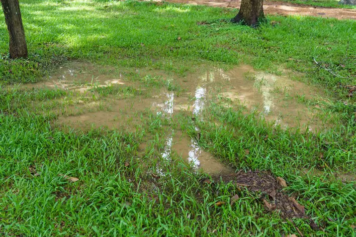 A puddle in the lawn of a home 