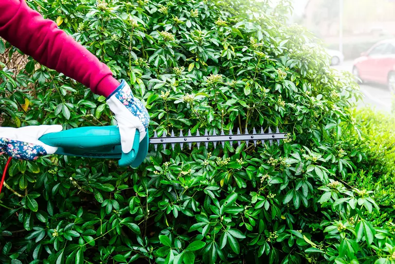 A person wearing protective gloves maintains a shrub with an electric hedge trimmer.