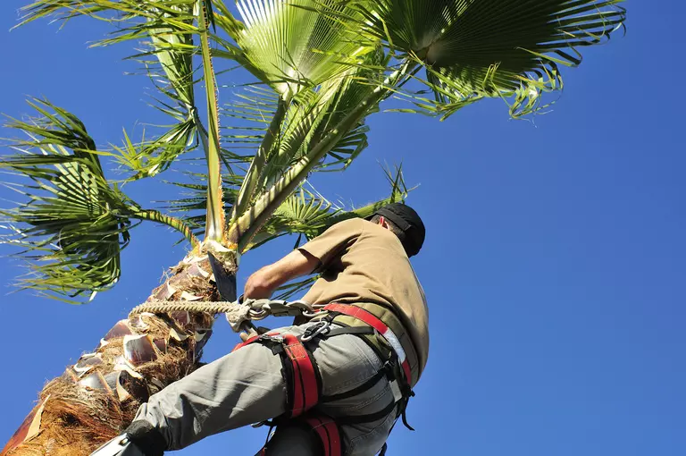 Man trimming a tree for hurricane protection.