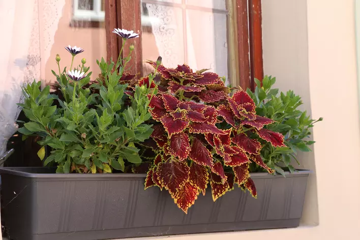 A window box for a large glass window with wooden trim that has green, red, and yellow leaf shrubs.
