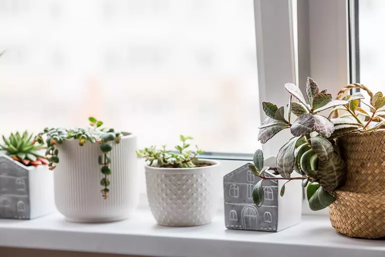 Close-up of succulents inside a kitchen garden window.