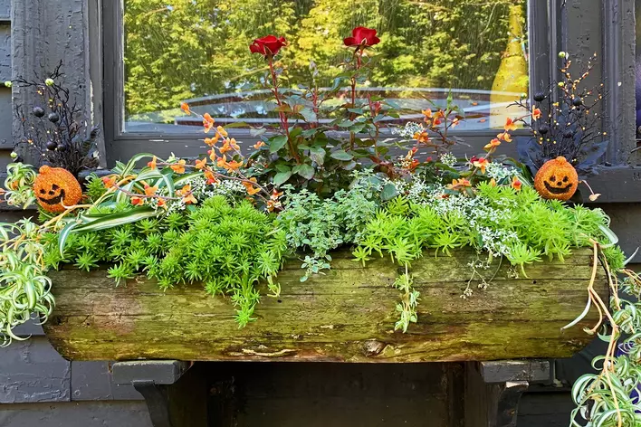 A wooden window box with green shrubbery and miniature pumpkin decorations.