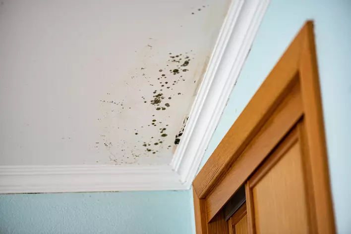 A ceiling indicating water damage that is covered with mold around the trim.