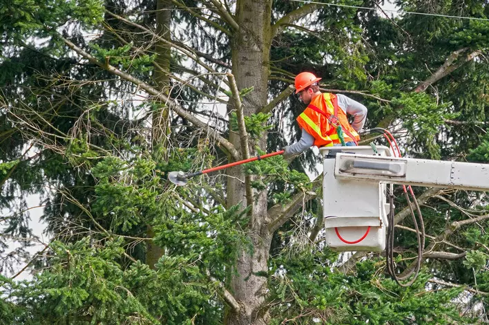 A professional arborist on a machine to get high into trees in order to trim branches and
protect the roofs of nearby homes.